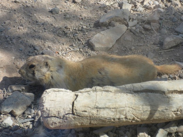 Prairie dog cooling off on a hot Arizona day (photo: Maxine Rist)