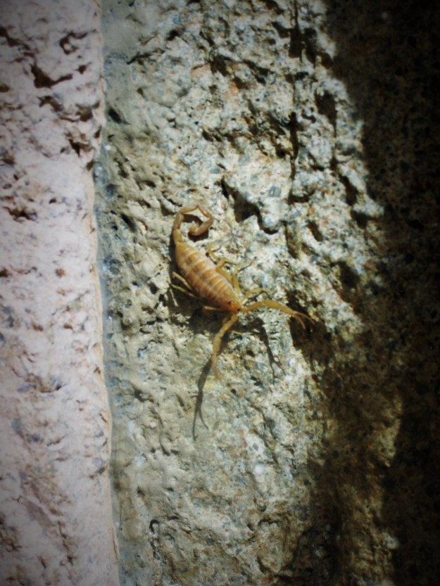 An easily seen scorpion (photo: Maxine Rist)